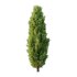 Italian Cypress Tree 2 - Thumbnail 1