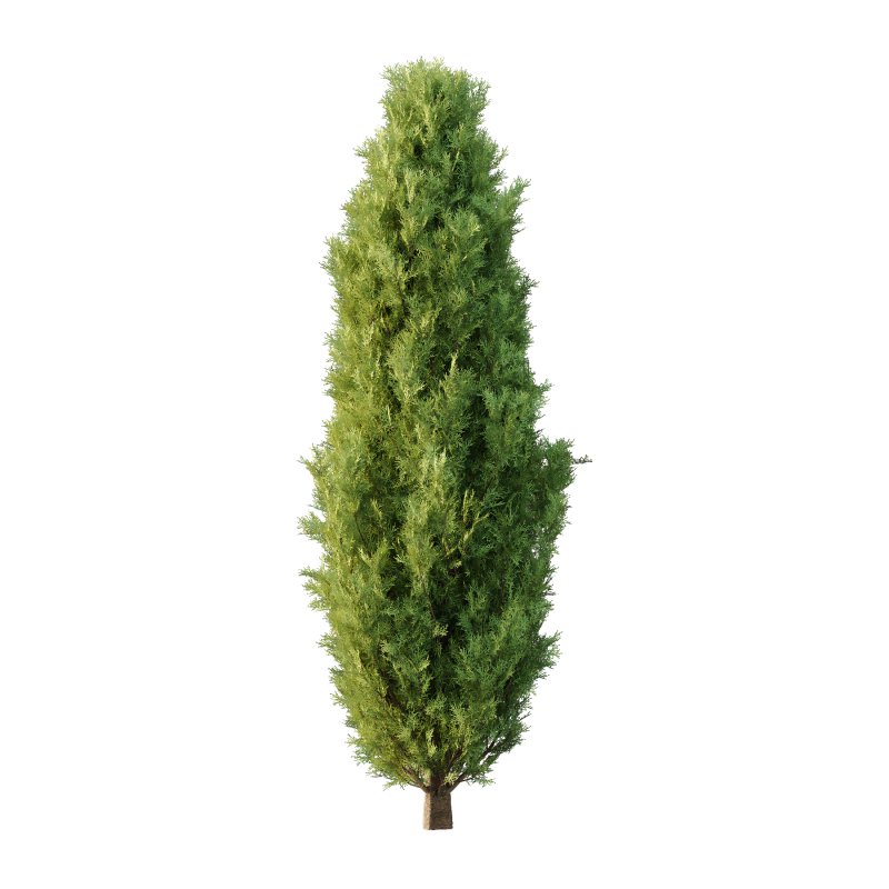 Italian Cypress Tree 2 - Image 1