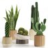 Indoor Plant Cactus set02 - Thumbnail 4