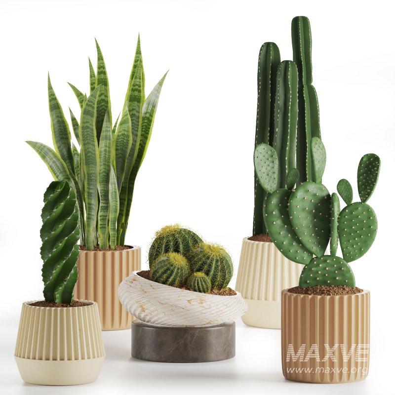 Indoor Plant Cactus set02 - Image 4