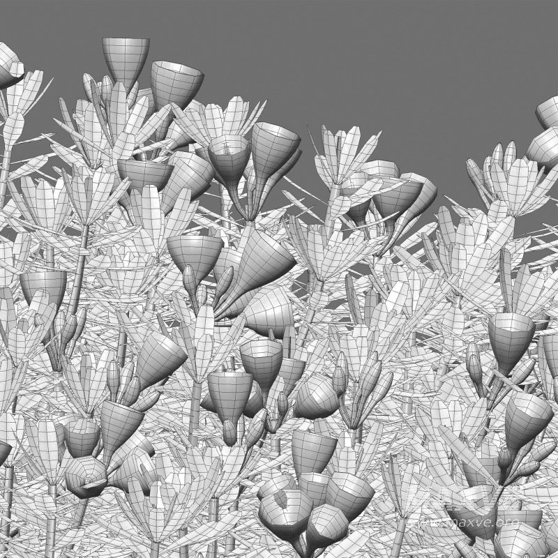 Daphne arbuscula – Shrubby daphne 02 - Image 7