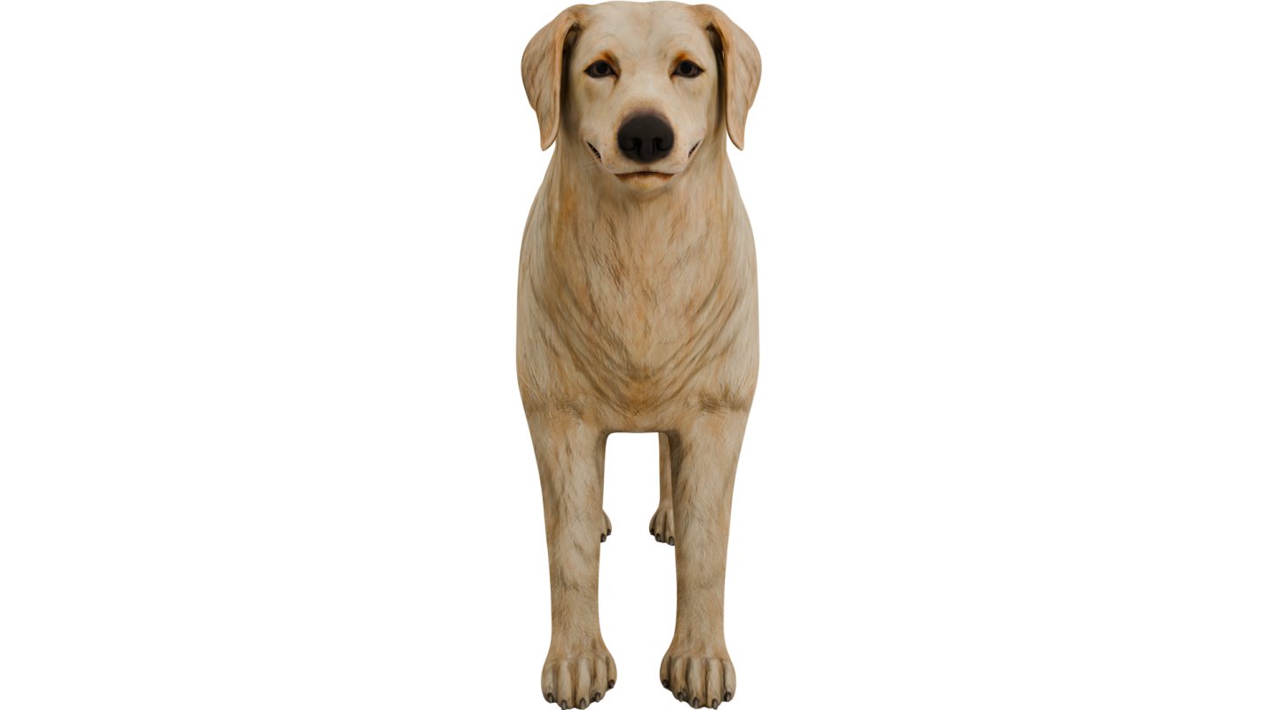Golden Retriever - Image 7