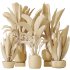 AV Indoor plants set 205 Ravenala Banana Strelitzia Nicolai Bird Of Paradise - Thumbnail 11