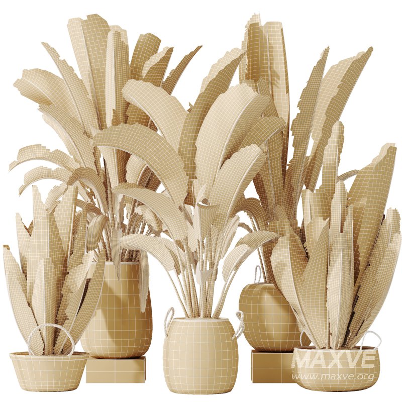 AV Indoor plants set 205 Ravenala Banana Strelitzia Nicolai Bird Of Paradise - Image 11