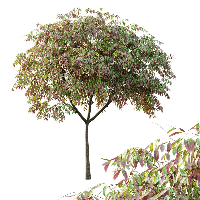 Cinnamomum burmannii Tree 03 - Image 5