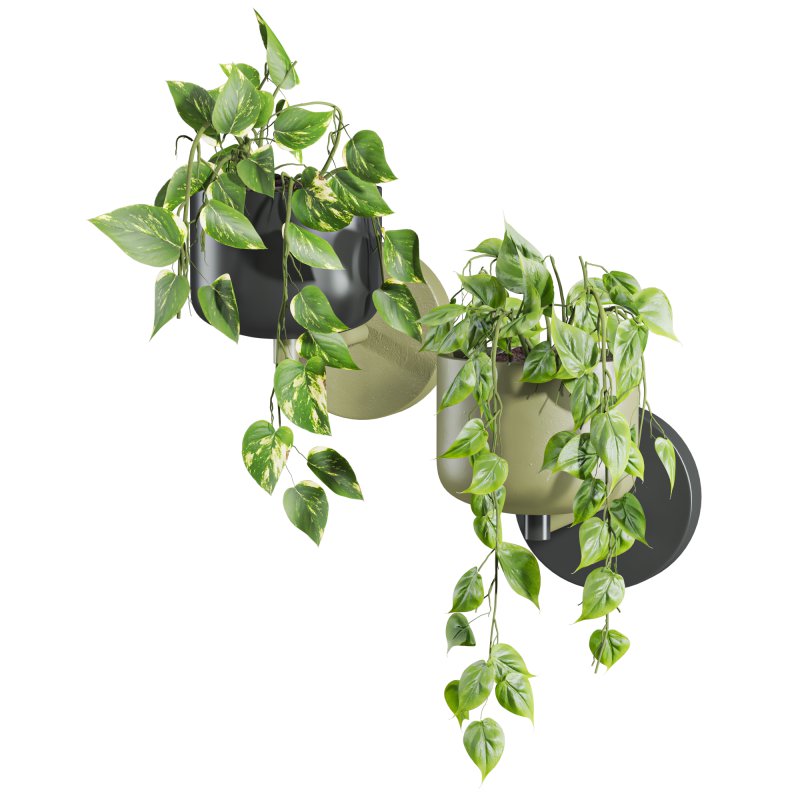 ivy plants - Image 3