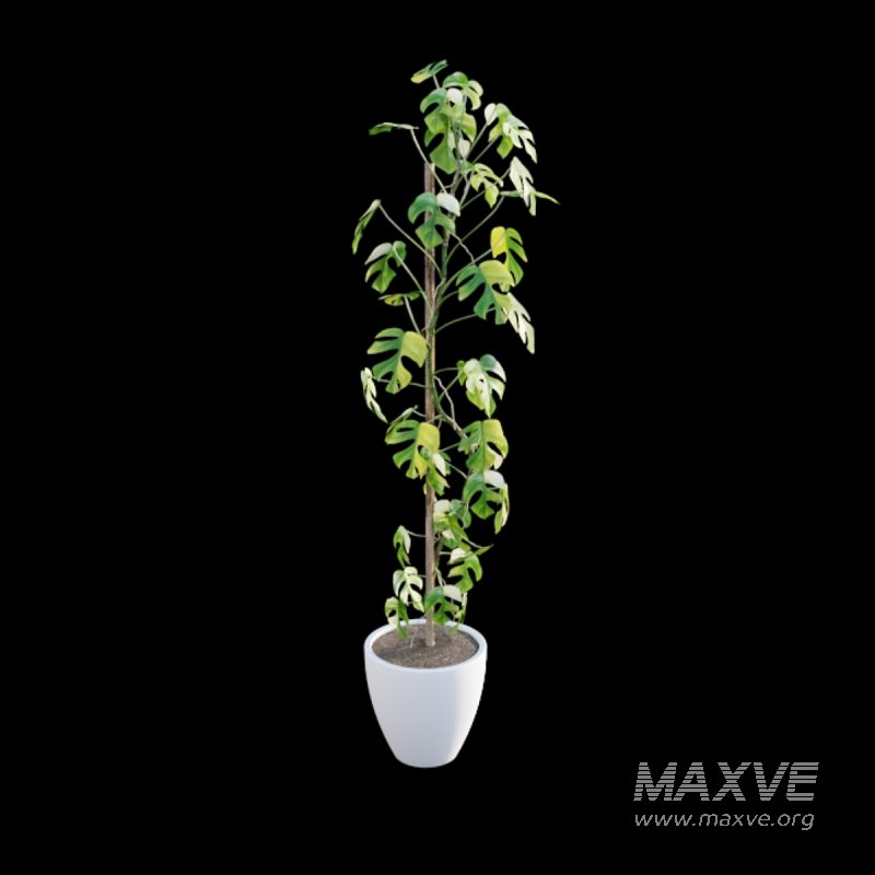 Rhaphidophora tetrasperma variegata – Mini Monstera - Image 4