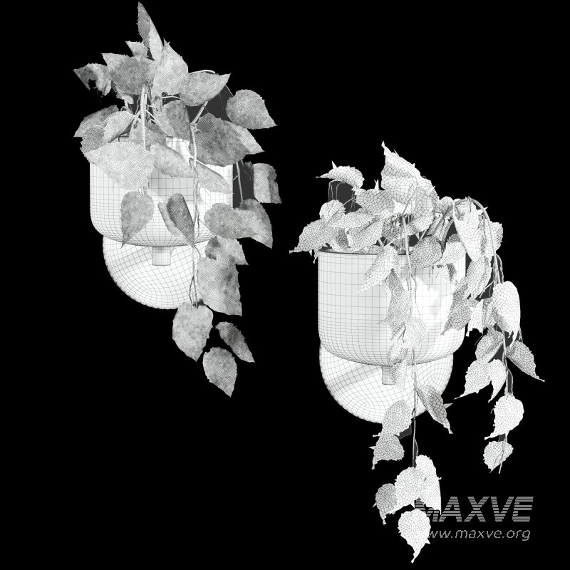 ivy plants - Image 5