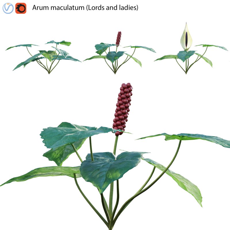 Arum maculatum – Lords and ladies – 01 - Image 1