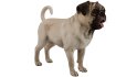 Pug - Thumbnail 8