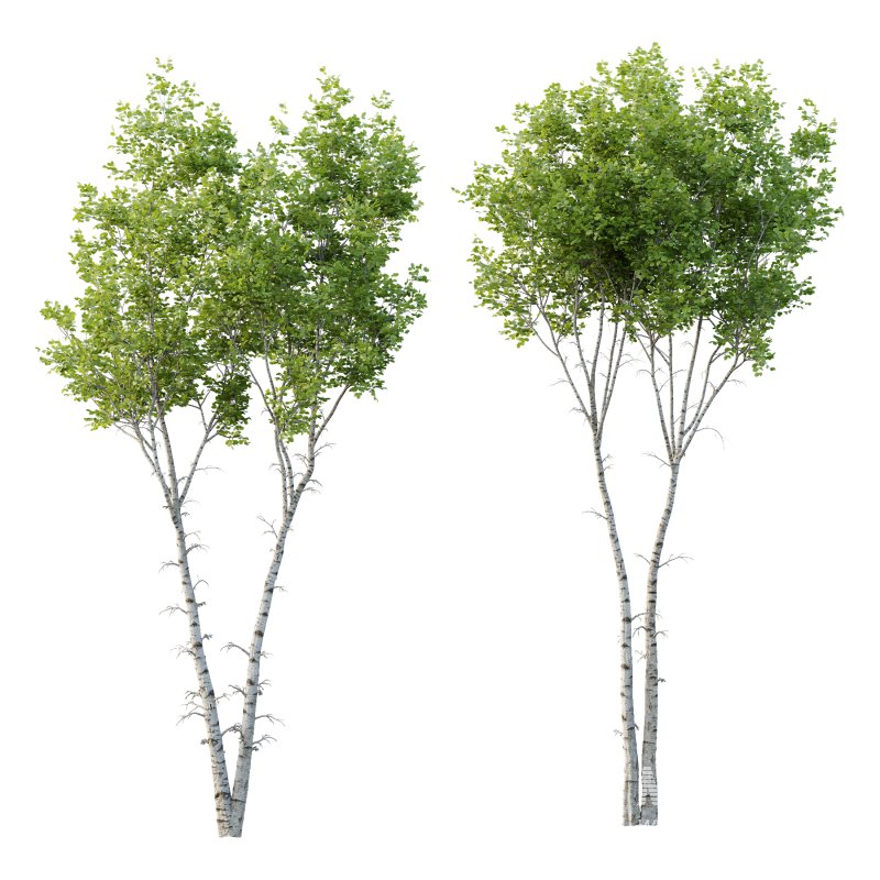 Betula Pendula Tree 02 - Image 2