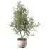 Olive Tree Indoor Plant Set.18 - Thumbnail 2