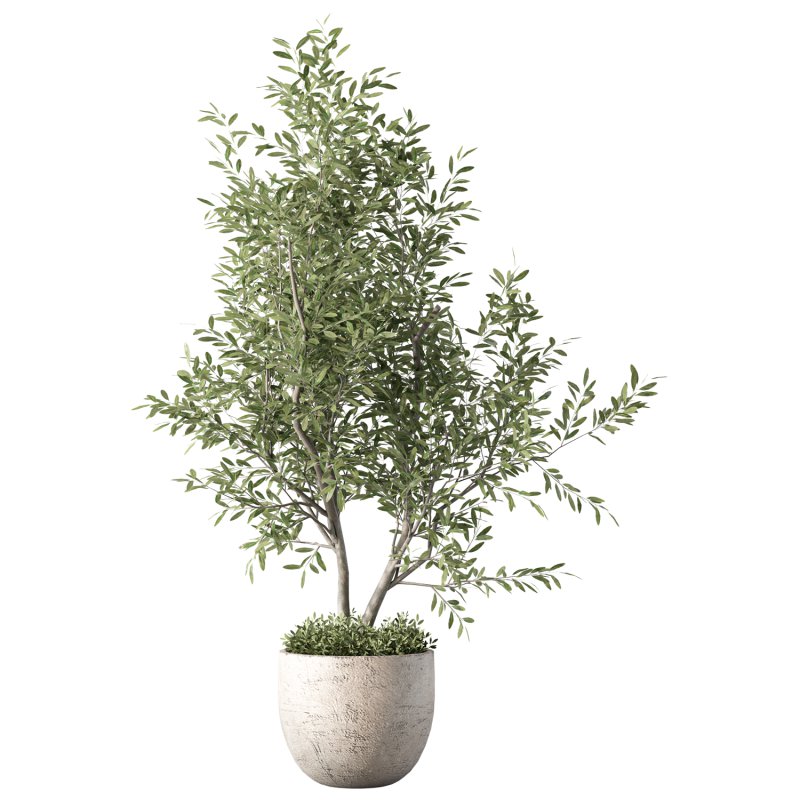 Olive Tree Indoor Plant Set.18 - Image 2