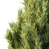 Italian Cypress Tree 2 - Thumbnail 4