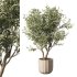 Olive Tree Indoor Plant Set.10 - Thumbnail 1