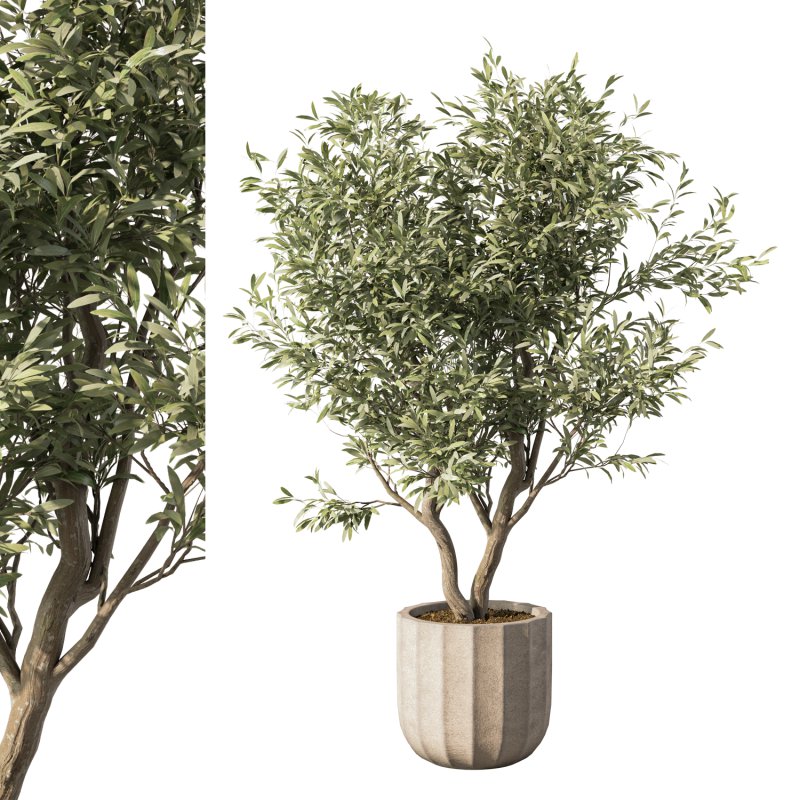 Olive Tree Indoor Plant Set.10 - Image 1