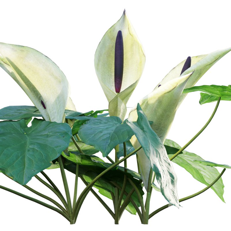 Arum maculatum – Lords and ladies – 01 - Image 2