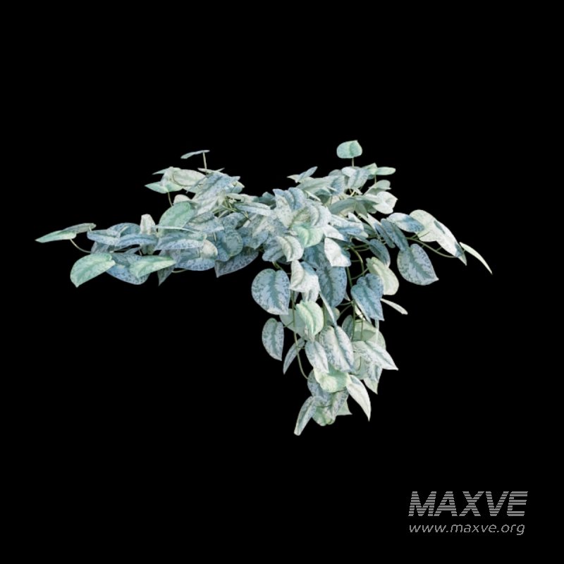 Scindapsus pictus – Satin Pothos - Image 6