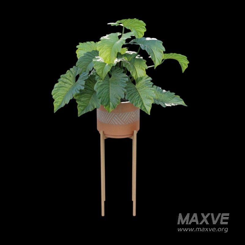 Philodendron undulatum - Image 5