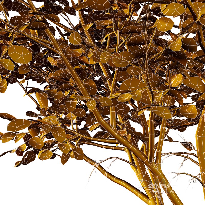 Betula Pendula Tree 02 - Image 4