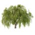 Weeping Willow Tree 02 - Thumbnail 4