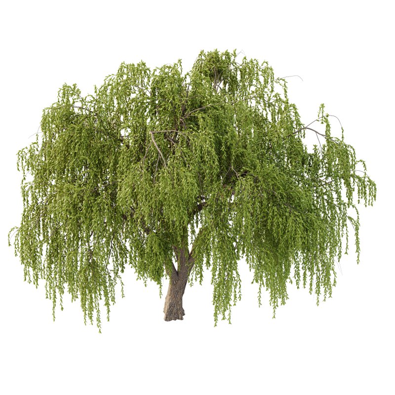 Weeping Willow Tree 02 - Image 4