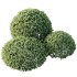 AV Plant Pittosporum Tobira Tenuifolium Shrub Buxus Semperviren Japanese Cheesewood - Thumbnail 2