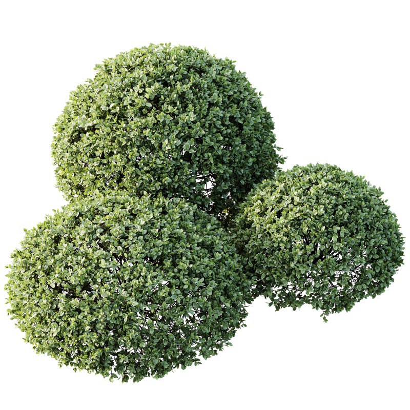 AV Plant Pittosporum Tobira Tenuifolium Shrub Buxus Semperviren Japanese Cheesewood - Image 2