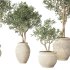 Olive Tree Indoor Set.1 - Thumbnail 3