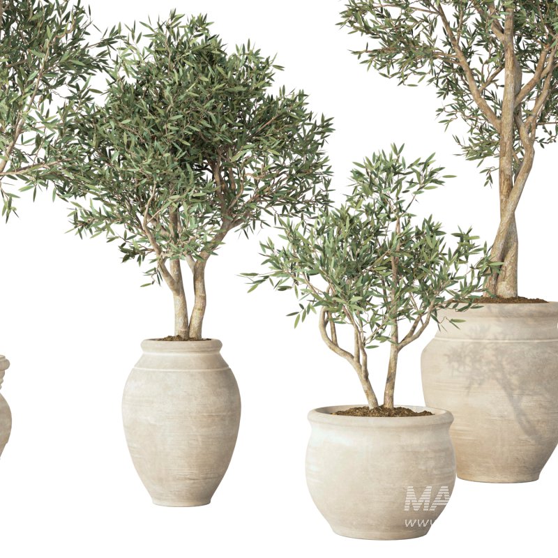 Olive Tree Indoor Set.1 - Image 3