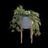 Philodendron Scandens Micans - Thumbnail 2