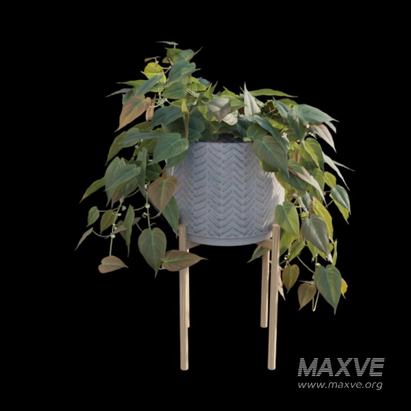 Philodendron Scandens Micans - Image 2