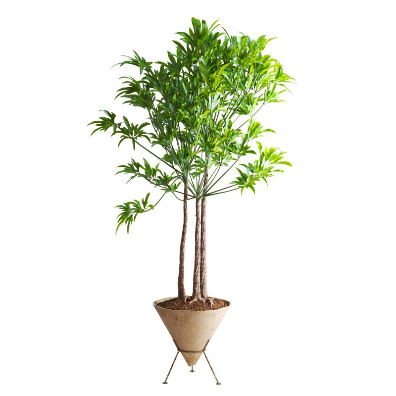 Potted Cone Indoor Plant Philodendron - Image 1