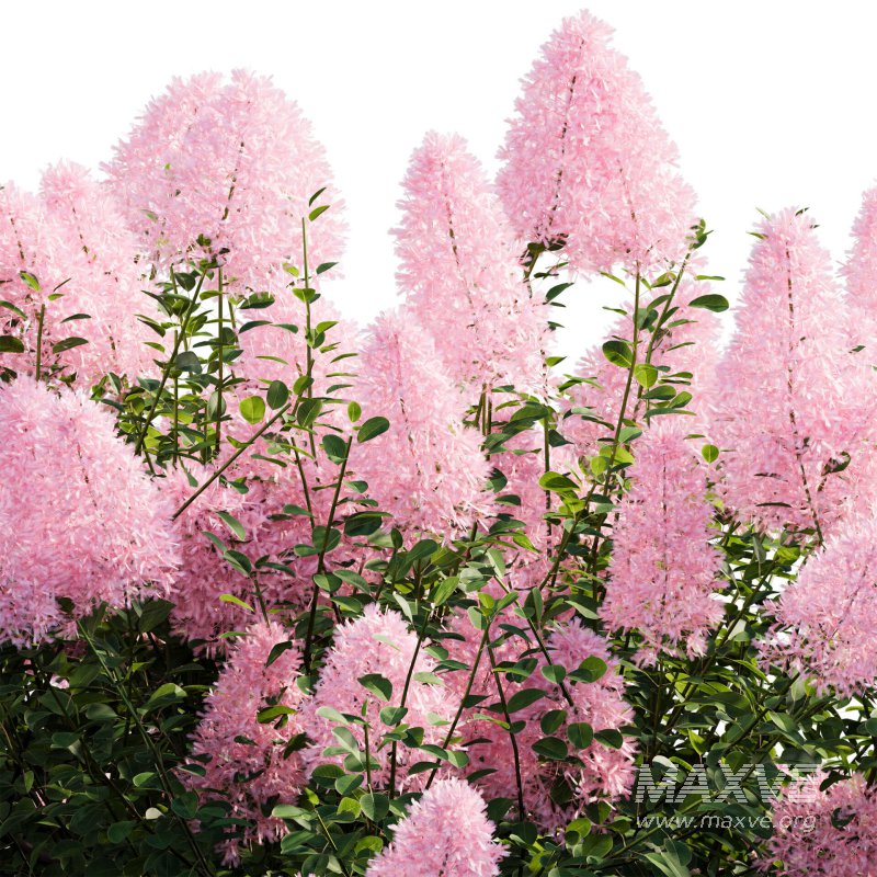 Cotinus coggygria – Smokebush 04 - Image 4