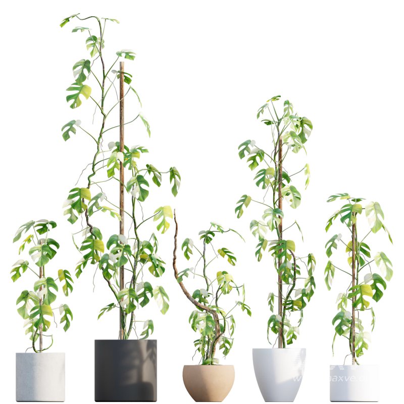 Rhaphidophora tetrasperma variegata – Mini Monstera - Image 1