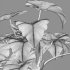 Philodendron undulatum - Thumbnail 7