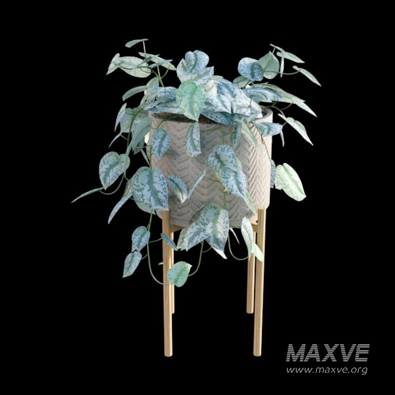 Scindapsus pictus – Satin Pothos – 02 - Image 3