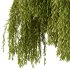 Weeping Willow Tree 03 - Thumbnail 4