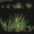 Carex pendula – Pendulous sedge -01 - Thumbnail 1