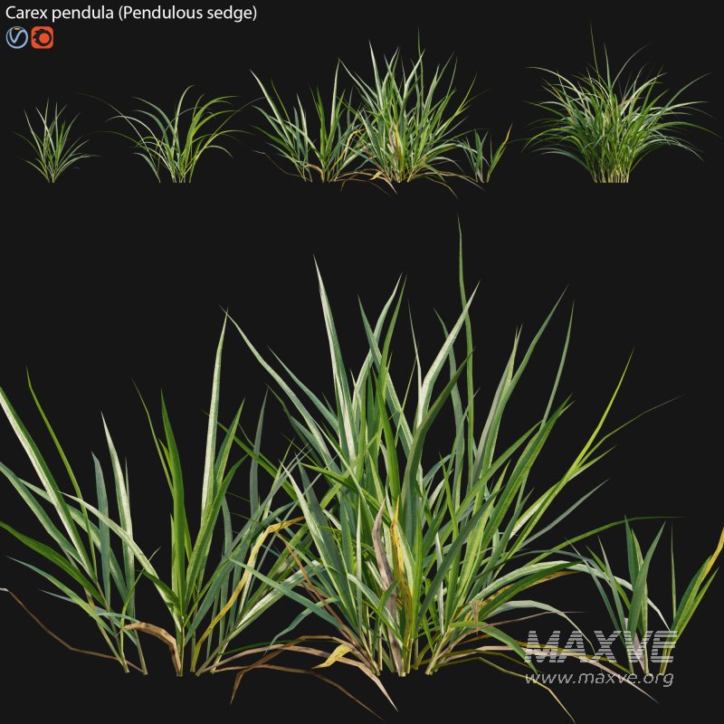 Carex pendula – Pendulous sedge -01 - Image 1