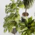 Indoor plants set173 - Thumbnail 1