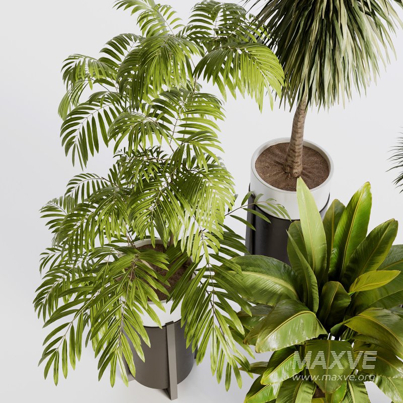 Indoor plants set173 - Image 1
