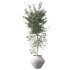 Olive Tree Indoor Plant Set.23 - Thumbnail 3