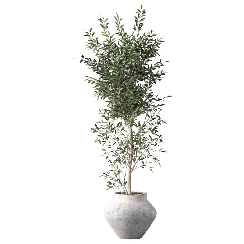 Olive Tree Indoor Plant Set.23 - Image 3