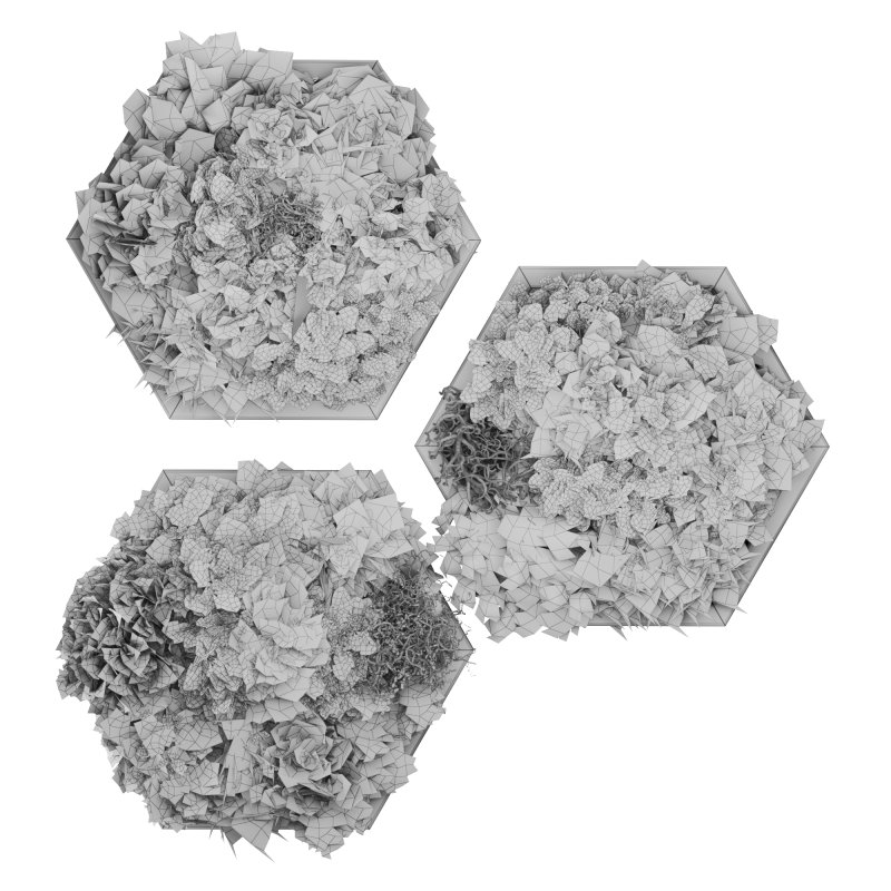 Decorative Fitowall Plant - Image 3