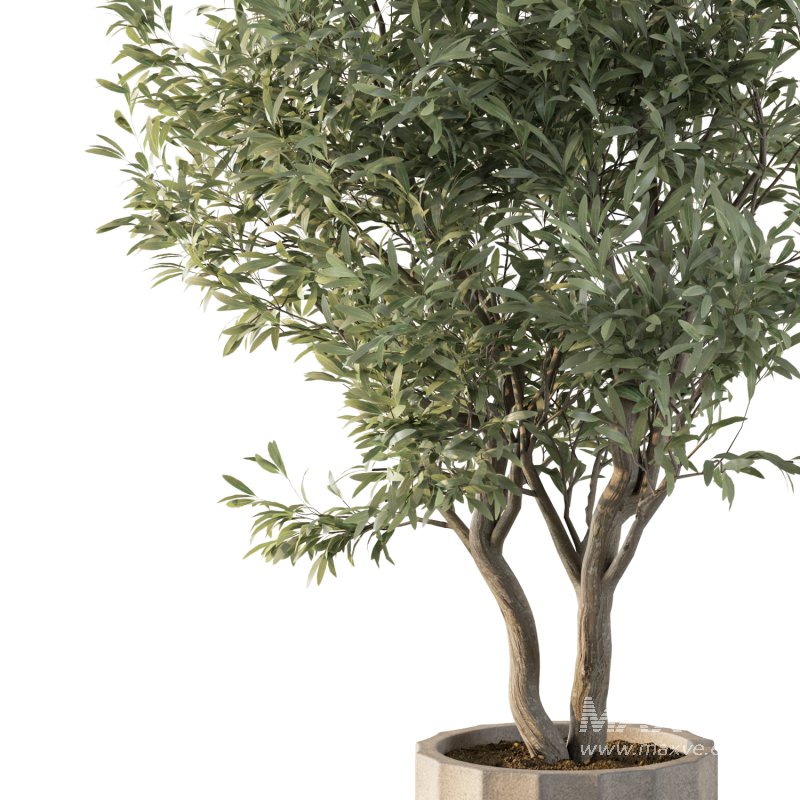 Olive Tree Indoor Plant Set.10 - Image 2