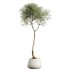 AV HousePlants Japandi Decorative Minimalism Ficus Dracaena Marginata27 - Thumbnail 1