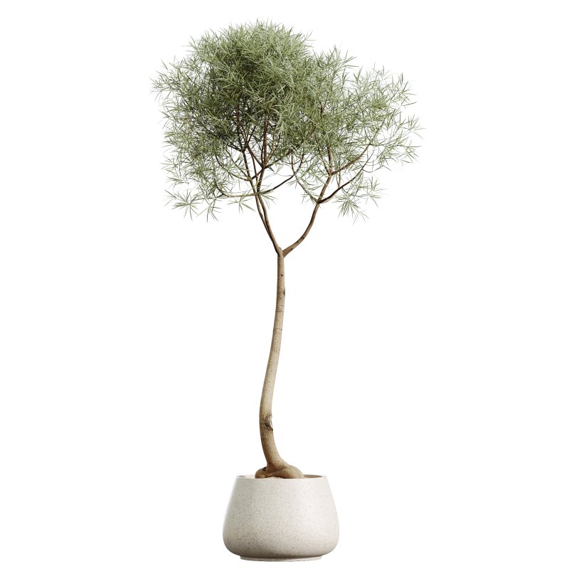 AV HousePlants Japandi Decorative Minimalism Ficus Dracaena Marginata27 - Image 1
