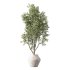 Olive Tree Indoor Plant Set.24 - Thumbnail 2