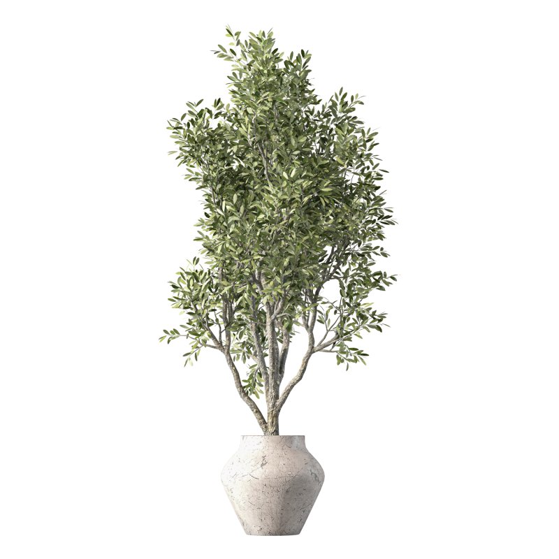 Olive Tree Indoor Plant Set.24 - Image 2